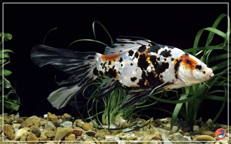 Shubunkin Goldfish Care: Complete Guide for Beginners.